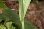 Purple fringless orchid