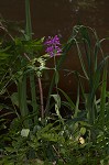 Purple fringless orchid