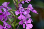 Purple fringless orchid