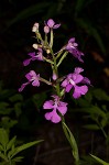 Purple fringless orchid