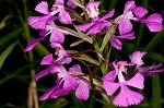 Purple fringless orchid