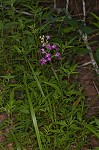 Purple fringless orchid