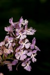 Small purple fringed orchid <BR>Lesser purple fringed orchid