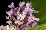 Small purple fringed orchid <BR>Lesser purple fringed orchid