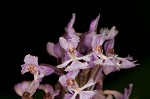 Small purple fringed orchid <BR>Lesser purple fringed orchid