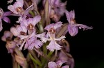 Small purple fringed orchid <BR>Lesser purple fringed orchid