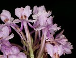 Small purple fringed orchid <BR>Lesser purple fringed orchid