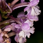 Small purple fringed orchid <BR>Lesser purple fringed orchid