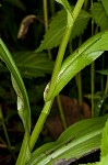 Small purple fringed orchid <BR>Lesser purple fringed orchid