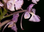 Small purple fringed orchid <BR>Lesser purple fringed orchid