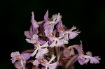 Small purple fringed orchid <BR>Lesser purple fringed orchid