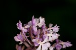 Small purple fringed orchid <BR>Lesser purple fringed orchid