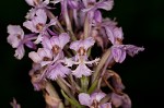 Small purple fringed orchid <BR>Lesser purple fringed orchid