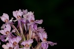 Small purple fringed orchid <BR>Lesser purple fringed orchid