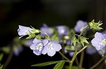 Greek valerian <BR>Jacob's ladder