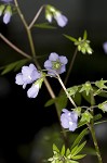 Greek valerian <BR>Jacob's ladder