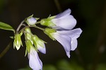 Greek valerian <BR>Jacob's ladder