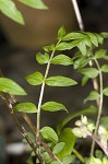 Greek valerian <BR>Jacob's ladder