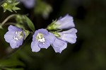 Greek valerian <BR>Jacob's ladder