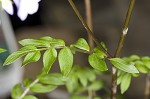 Greek valerian <BR>Jacob's ladder