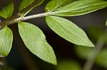 Greek valerian <BR>Jacob's ladder