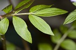 Greek valerian <BR>Jacob's ladder