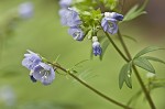 Greek valerian <BR>Jacob's ladder