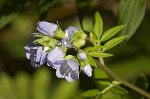 Greek valerian <BR>Jacob's ladder