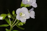 Greek valerian <BR>Jacob's ladder