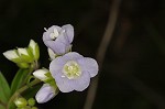 Greek valerian <BR>Jacob's ladder