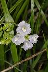 Greek valerian <BR>Jacob's ladder