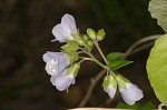 Greek valerian <BR>Jacob's ladder