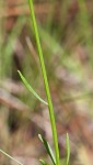 Hooker's milkwort