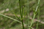 Hooker's milkwort