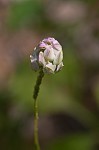 Maryland milkwort