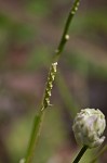 Maryland milkwort