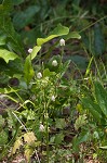 Maryland milkwort