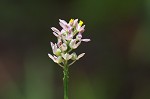 Maryland milkwort