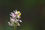 Maryland milkwort