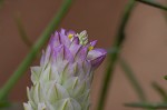 Maryland milkwort