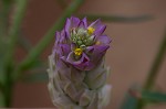 Maryland milkwort