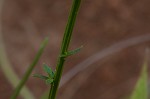 Maryland milkwort