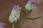 Maryland milkwort