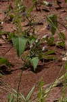 Maryland milkwort