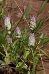 Maryland milkwort