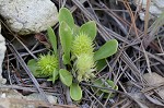 Candyroot