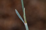 Tall jointweed