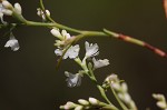 October flower