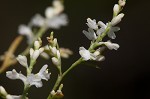 October flower