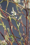 October flower